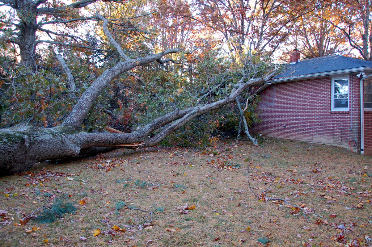 tree fallen on house